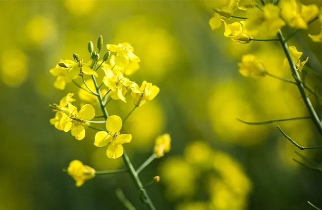 Enviromental advantages of Shell Planto